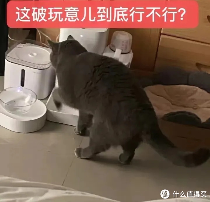 宠物全自动喂食器真的可以帮助猫咪按时吃饭吗？如何挑选？