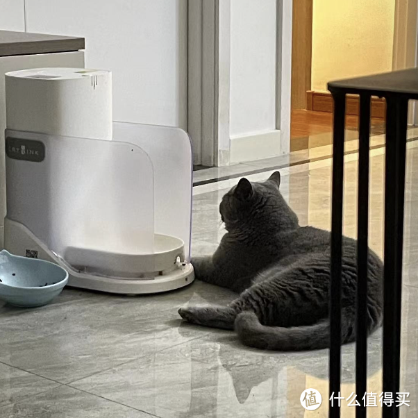 宠物全自动喂食器真的可以帮助猫咪按时吃饭吗？如何挑选？
