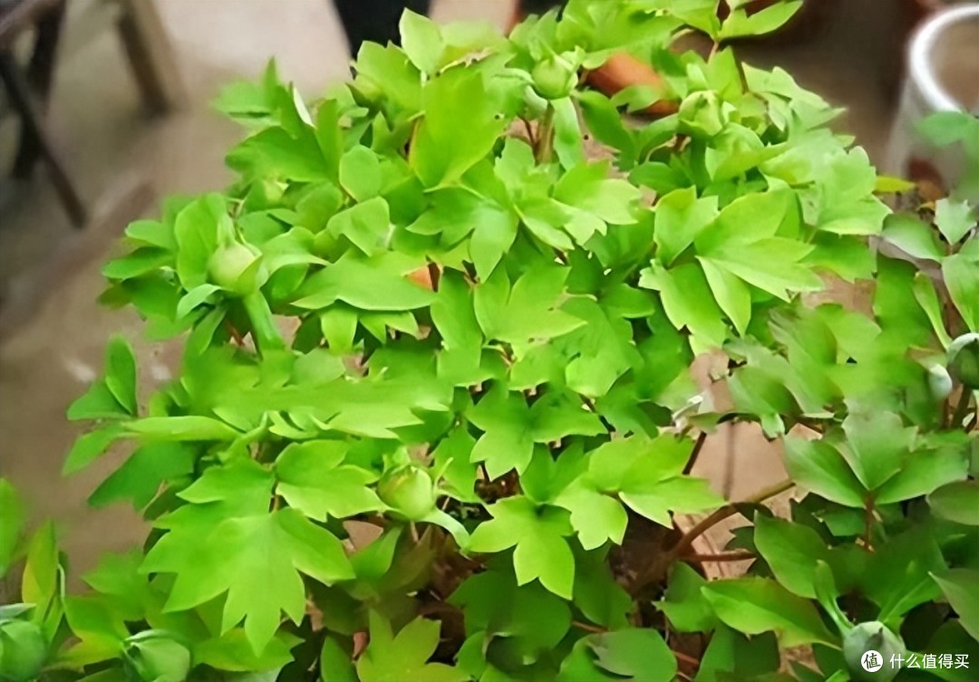 秋天这“6种花”赶紧分株,一株变多株,开花红艳艳,长势更好了