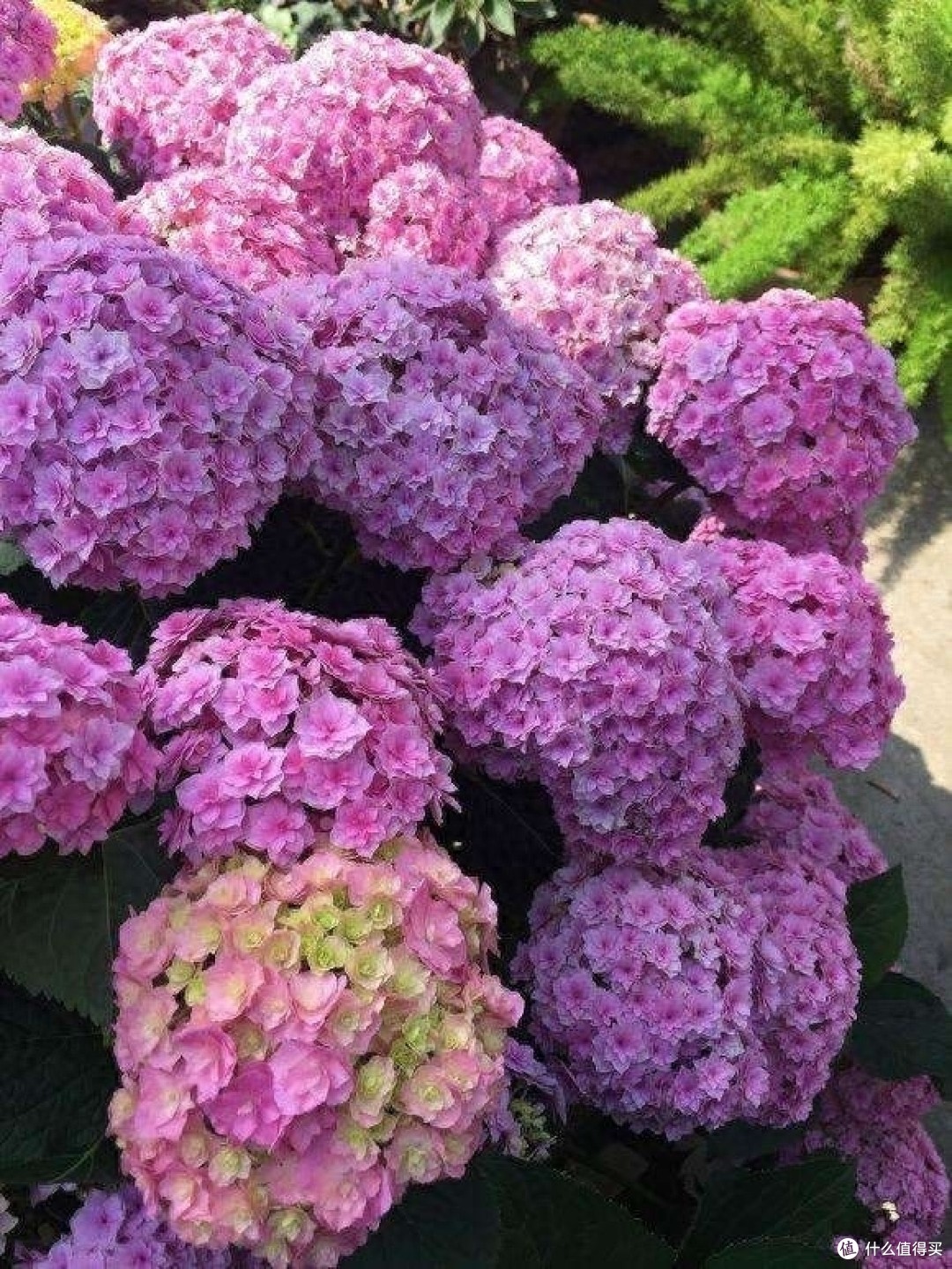 秋天这“6种花”赶紧分株,一株变多株,开花红艳艳,长势更好了
