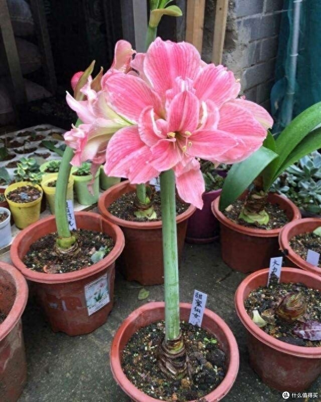 秋天这“6种花”赶紧分株,一株变多株,开花红艳艳,长势更好了