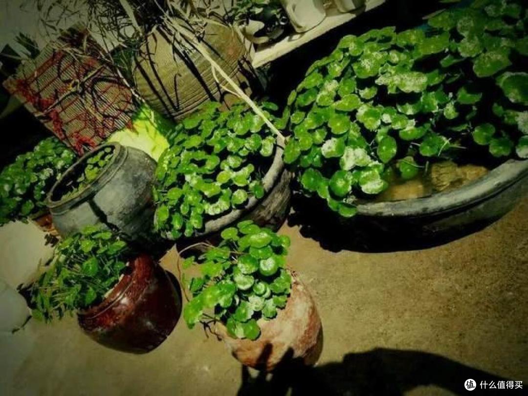 “佛系”养花不可取,5种花多剪才能“再生”,剪得越重开花越好