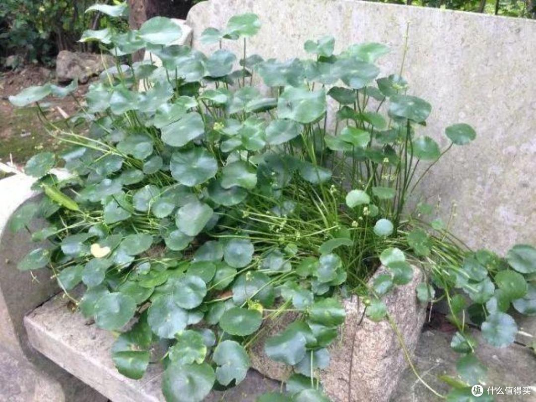 “佛系”养花不可取,5种花多剪才能“再生”,剪得越重开花越好
