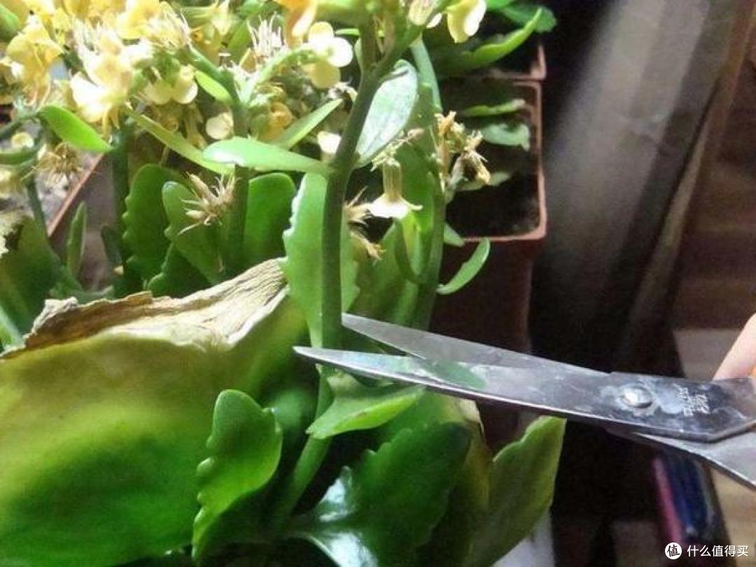 “佛系”养花不可取,5种花多剪才能“再生”,剪得越重开花越好