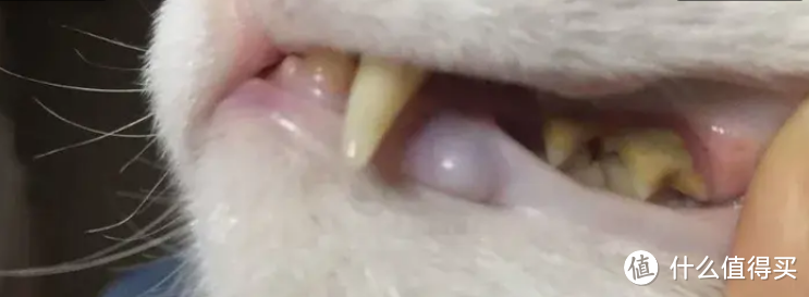 猫牙结石