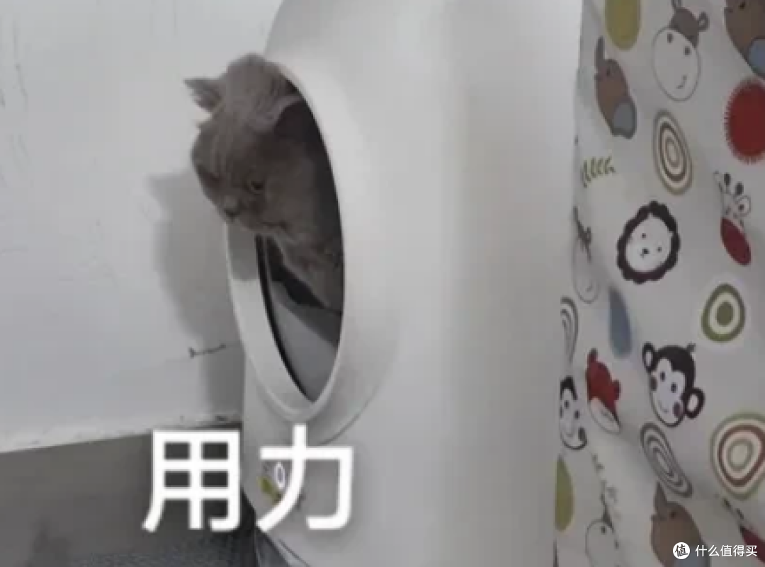 新工作需要经常出差，全自动猫砂盆、智能宠物喂食机、智能宠物饮水机，哪些值得购买？