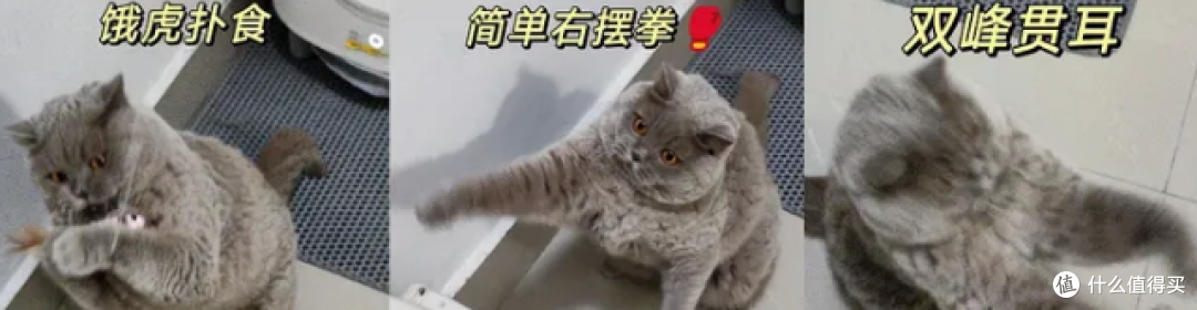 想在及格线上养好猫,算完开销我惊了...