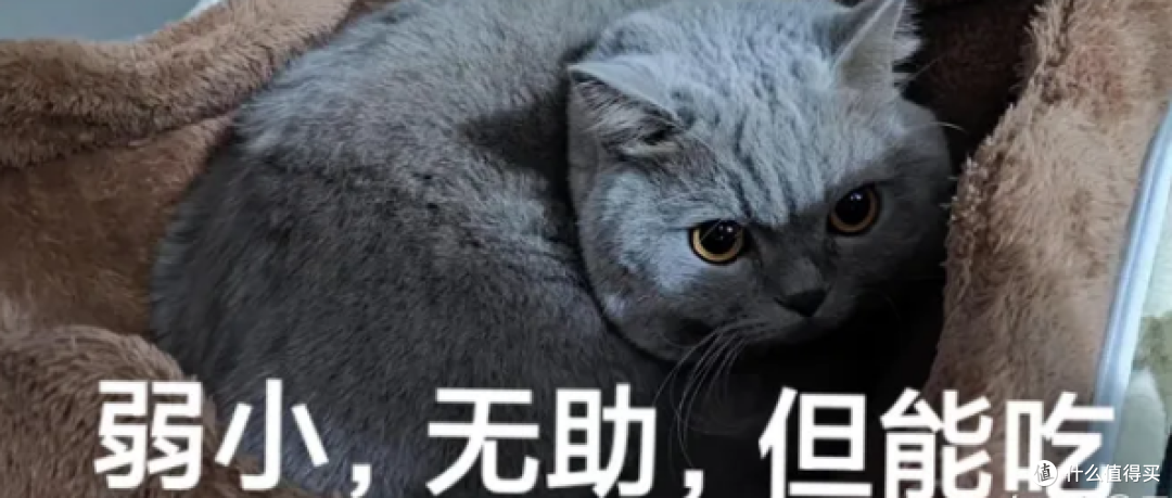 想在及格线上养好猫,算完开销我惊了...