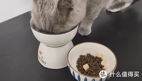 猫挑食会生病：为什么要关注猫粮的适口性？猫猫们更偏爱怎样的猫粮？