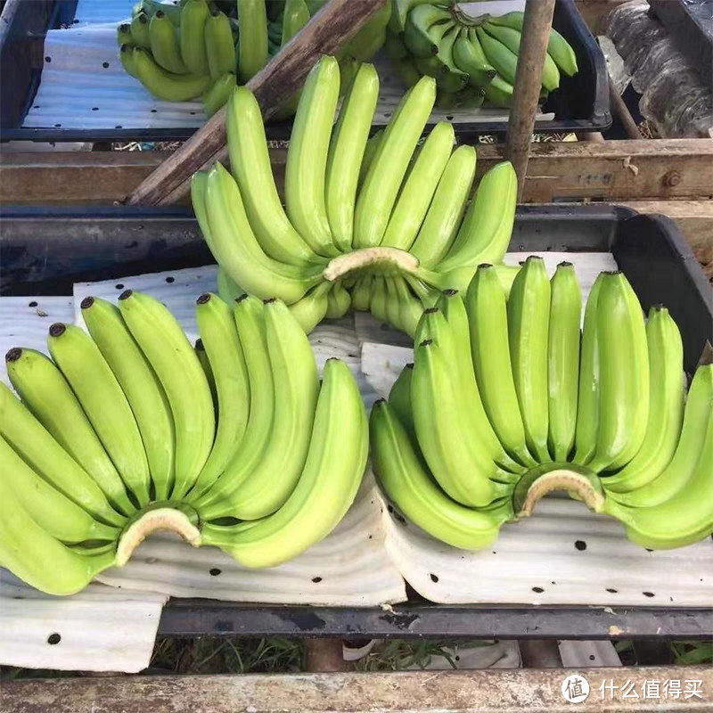 《惊世绝艳：香蕉，终极水果王者！》