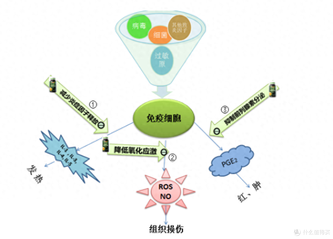 蜜蜂相关产品真的有保健或治疗作用吗?