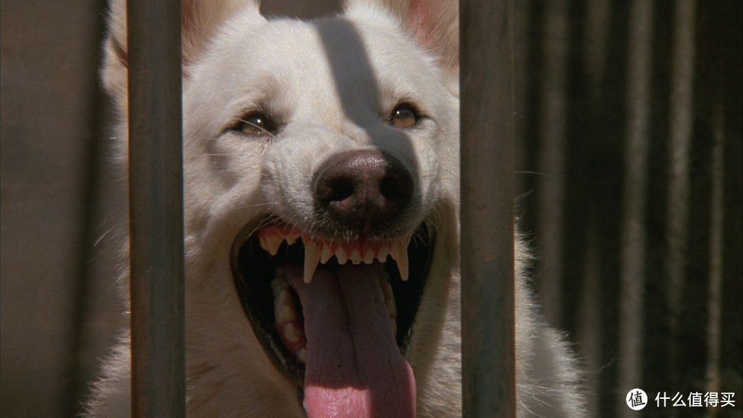 电影里最具灵性的十只狗狗