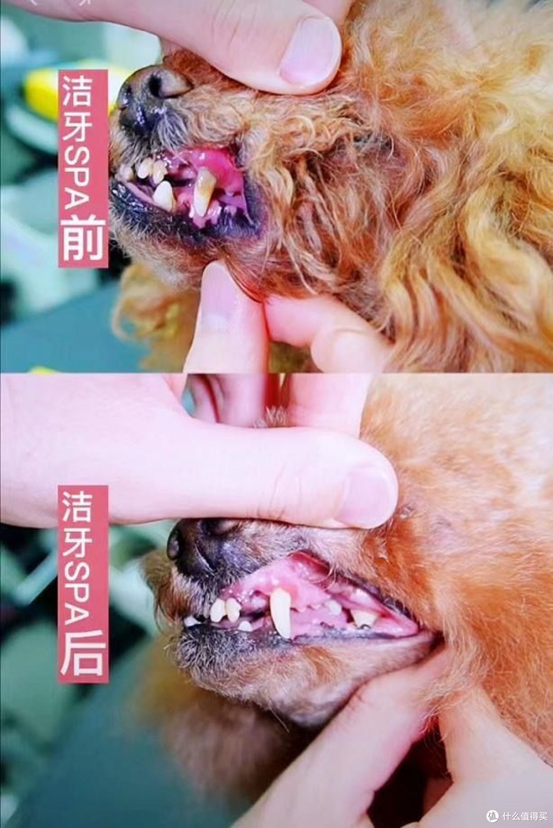 好爱我们的猫狗崽崽,那宠物健康护理需要怎么做呢?