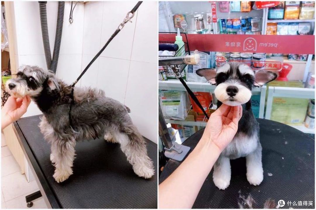 好爱我们的猫狗崽崽,那宠物健康护理需要怎么做呢?