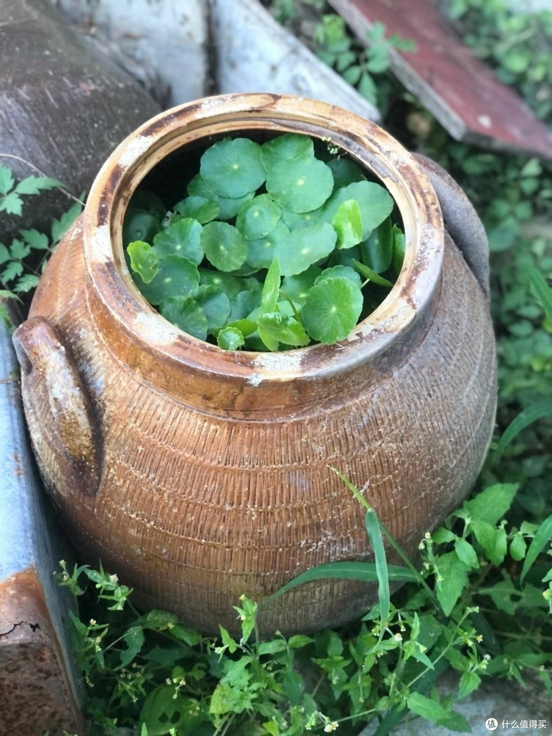 别小看铜钱草，换一种方式来养，更有格调更旺盛，太大气养眼了