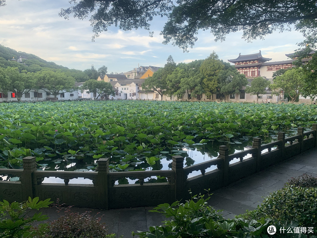 莲花池，唯一一种同时能见到开花结果的植物，为讲轮回的佛教极度推崇。