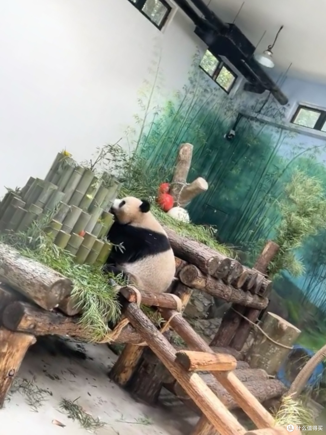 探索奇妙的动物世界,与孩子们共享欢乐时光!