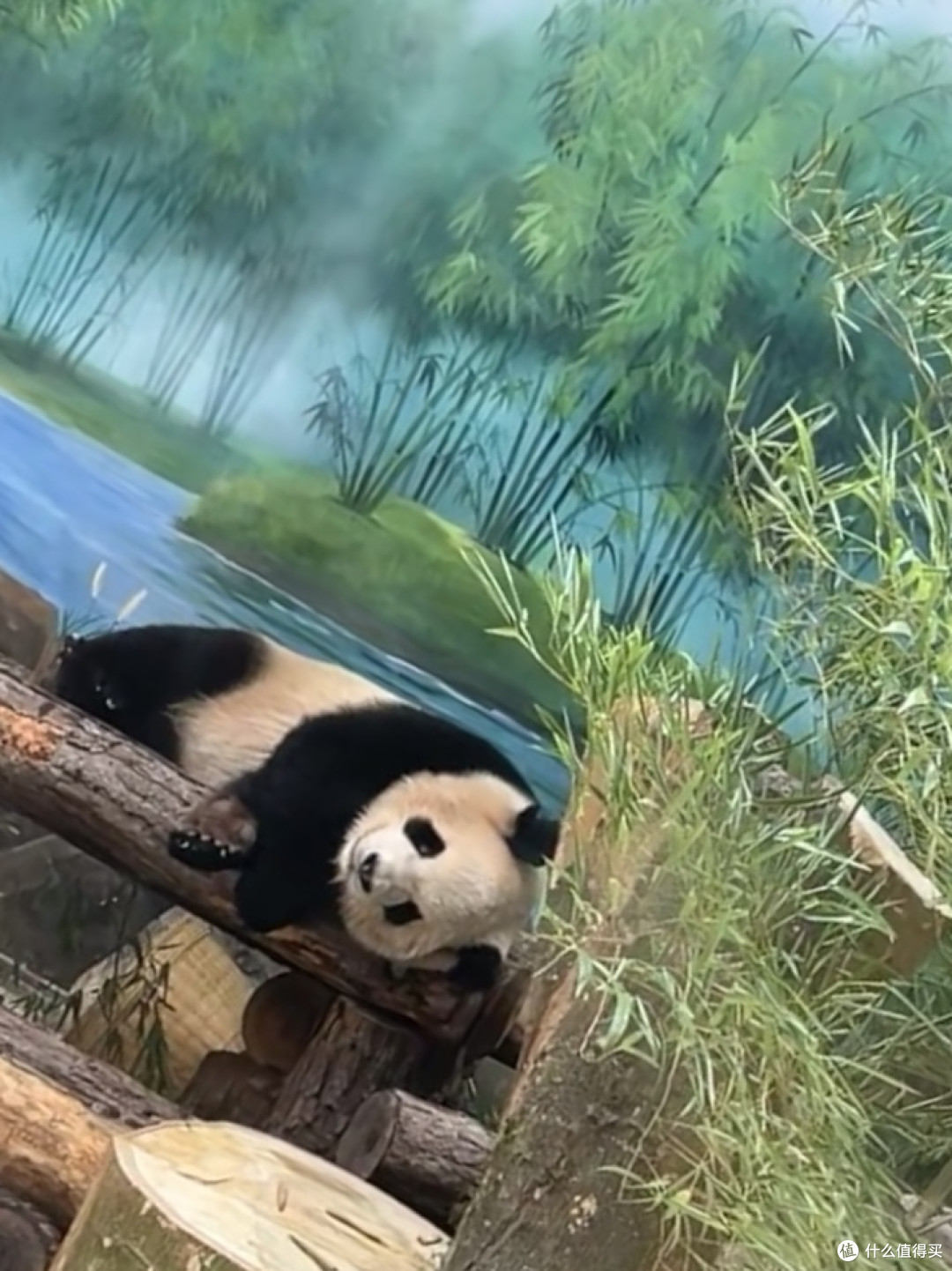 探索奇妙的动物世界,与孩子们共享欢乐时光!