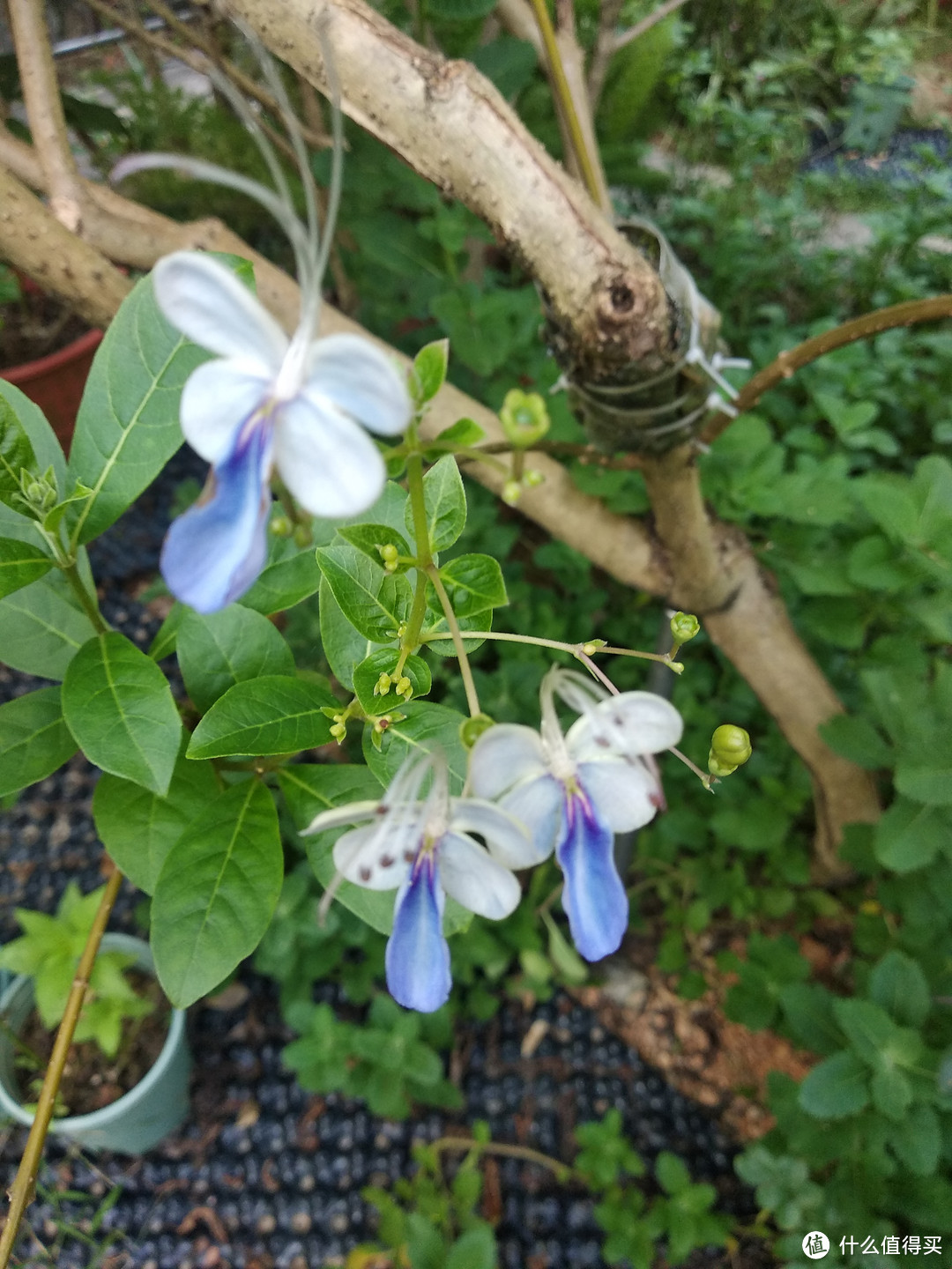 美好生活，从摆弄花草开始