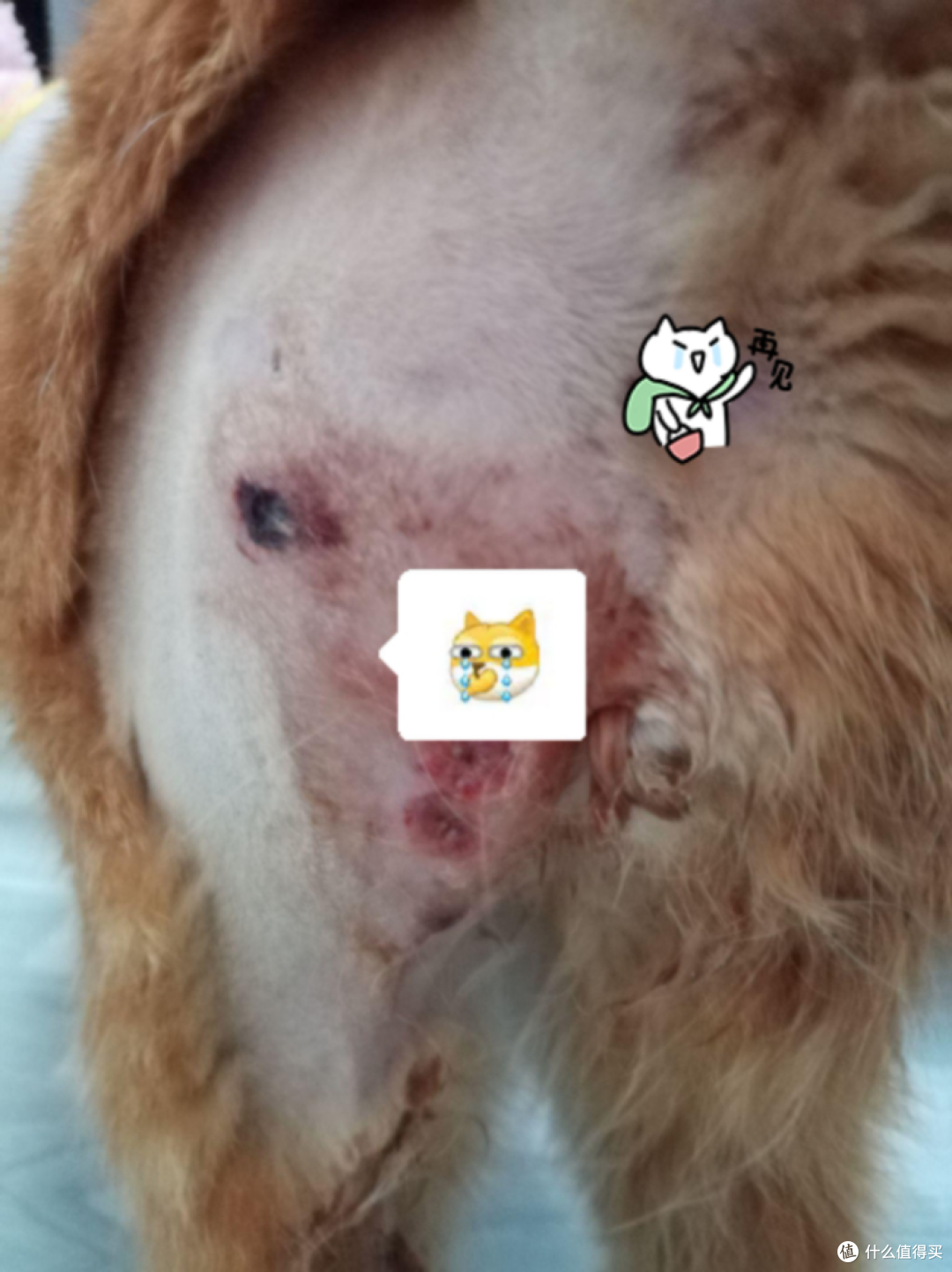 我的猫被其他猫咬伤后需要怎么护理?