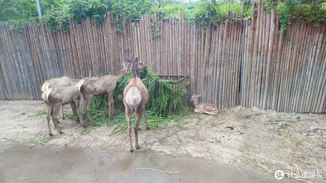 🌸🦒上海野生动物园，开启奇妙之旅！