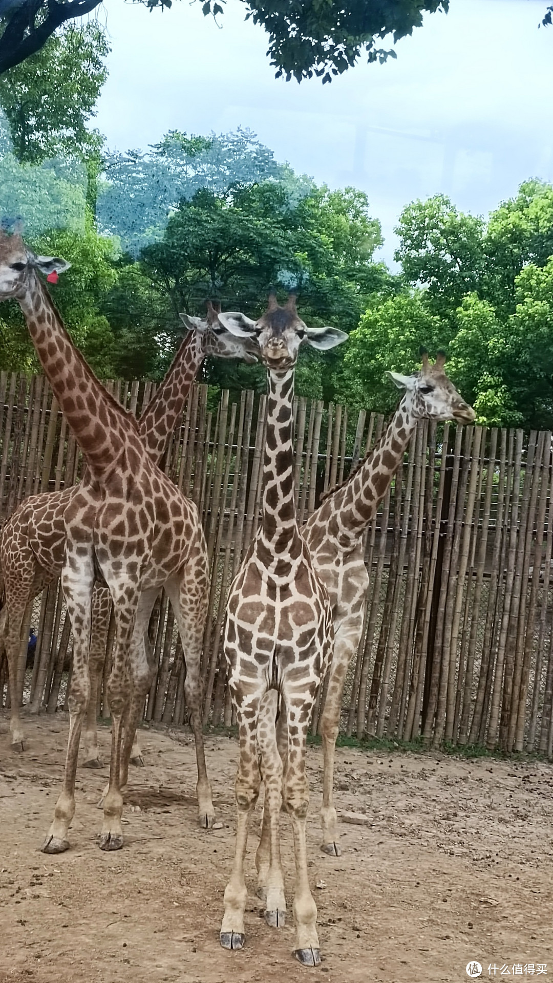 🌸🦒上海野生动物园，开启奇妙之旅！