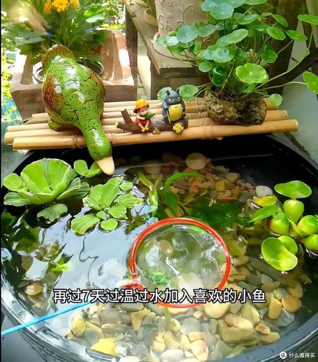 浙江90后姑娘，因“在阳台上种花、养鱼”而走红，被百万网友点赞