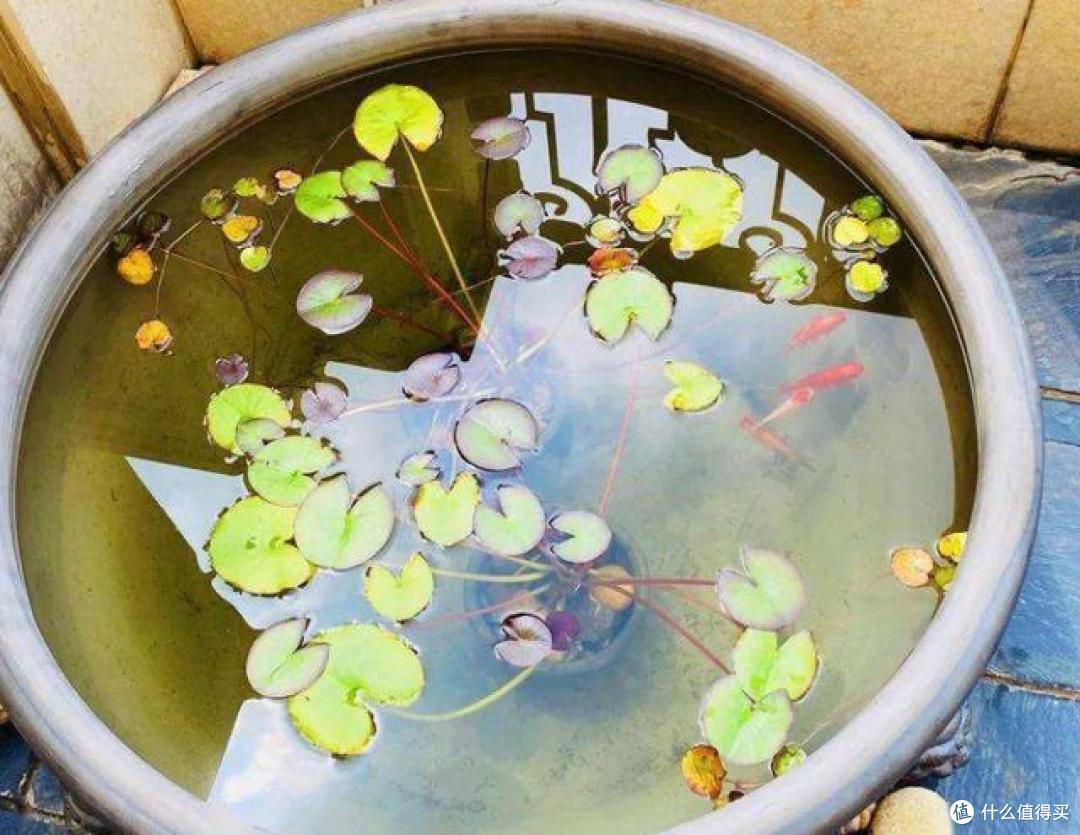 浙江90后姑娘，因“在阳台上种花、养鱼”而走红，被百万网友点赞