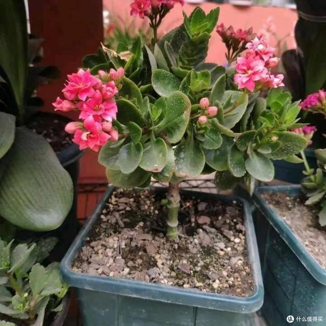养了3年多的长寿花,却被老妈“嫌弃”,直接给我扔了,原因扎心