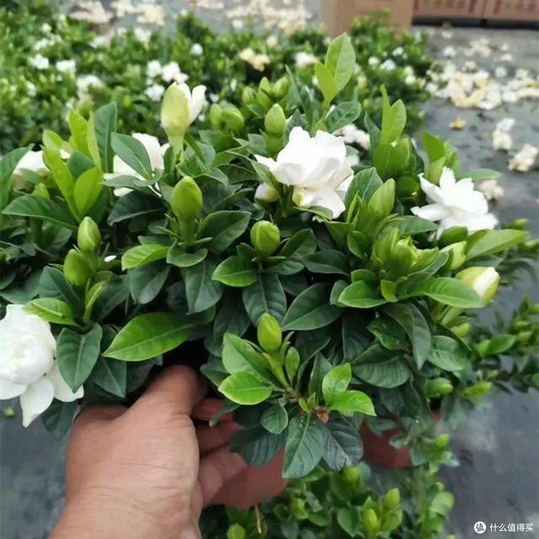 5种花是天生的醋罐子,30天浇些“酸酸水”,不黄叶,嗖嗖花开