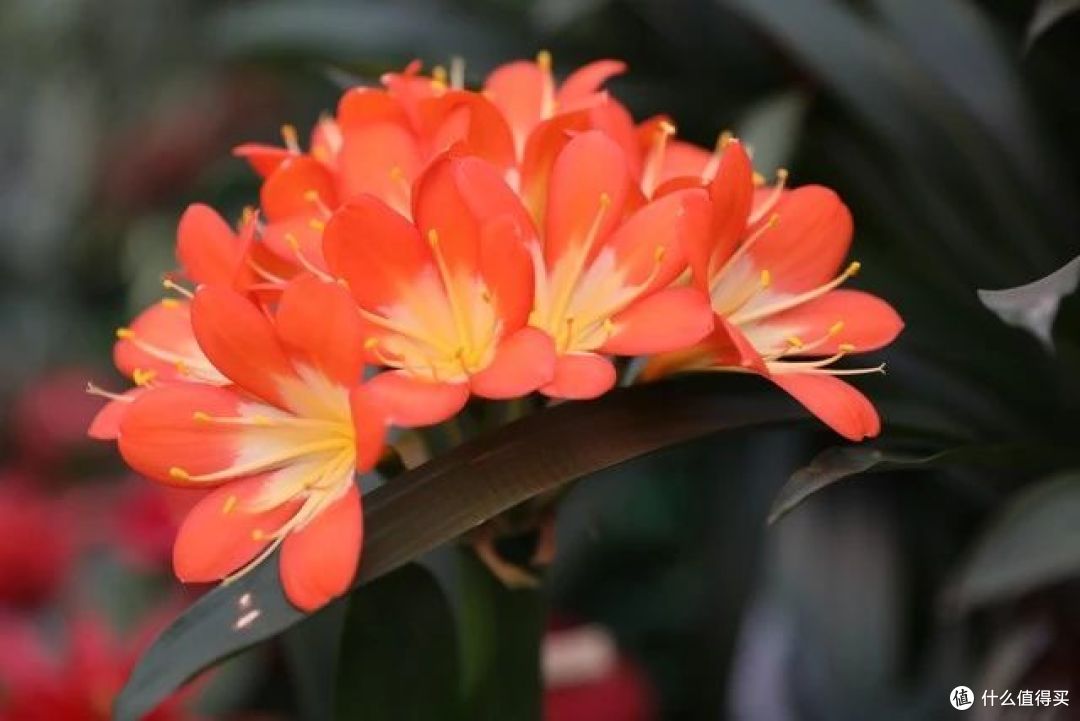 中秋后要“富养”君子兰，“4个基本+1个首要”，为花期做准备