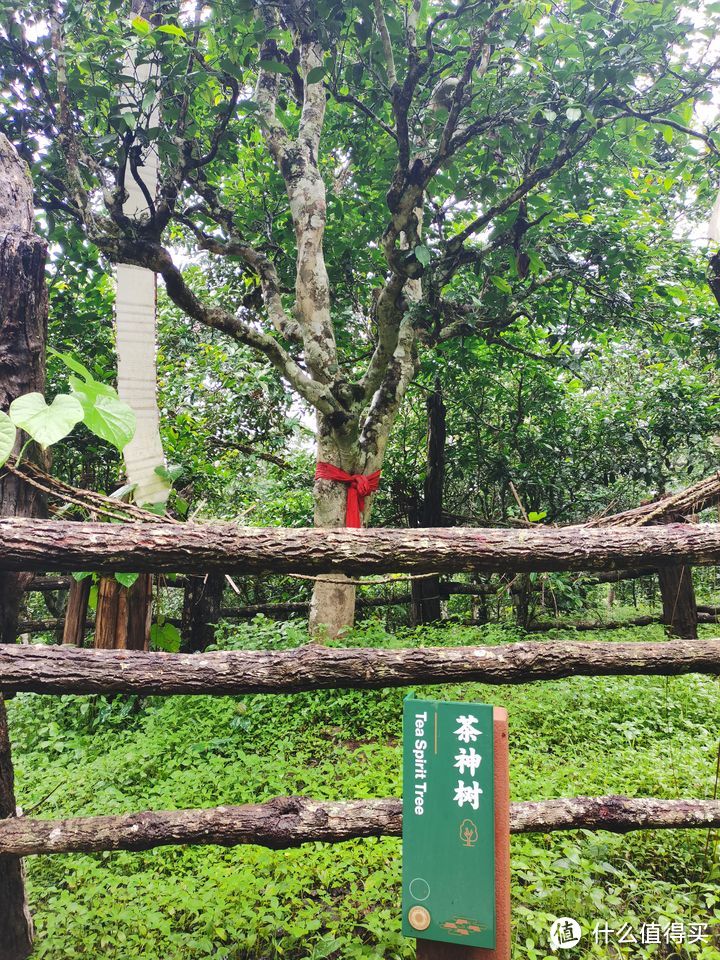 普洱景迈山古茶林文化景观成功列入《世界遗产名录》，这条小众云南旅游线路好玩吗？