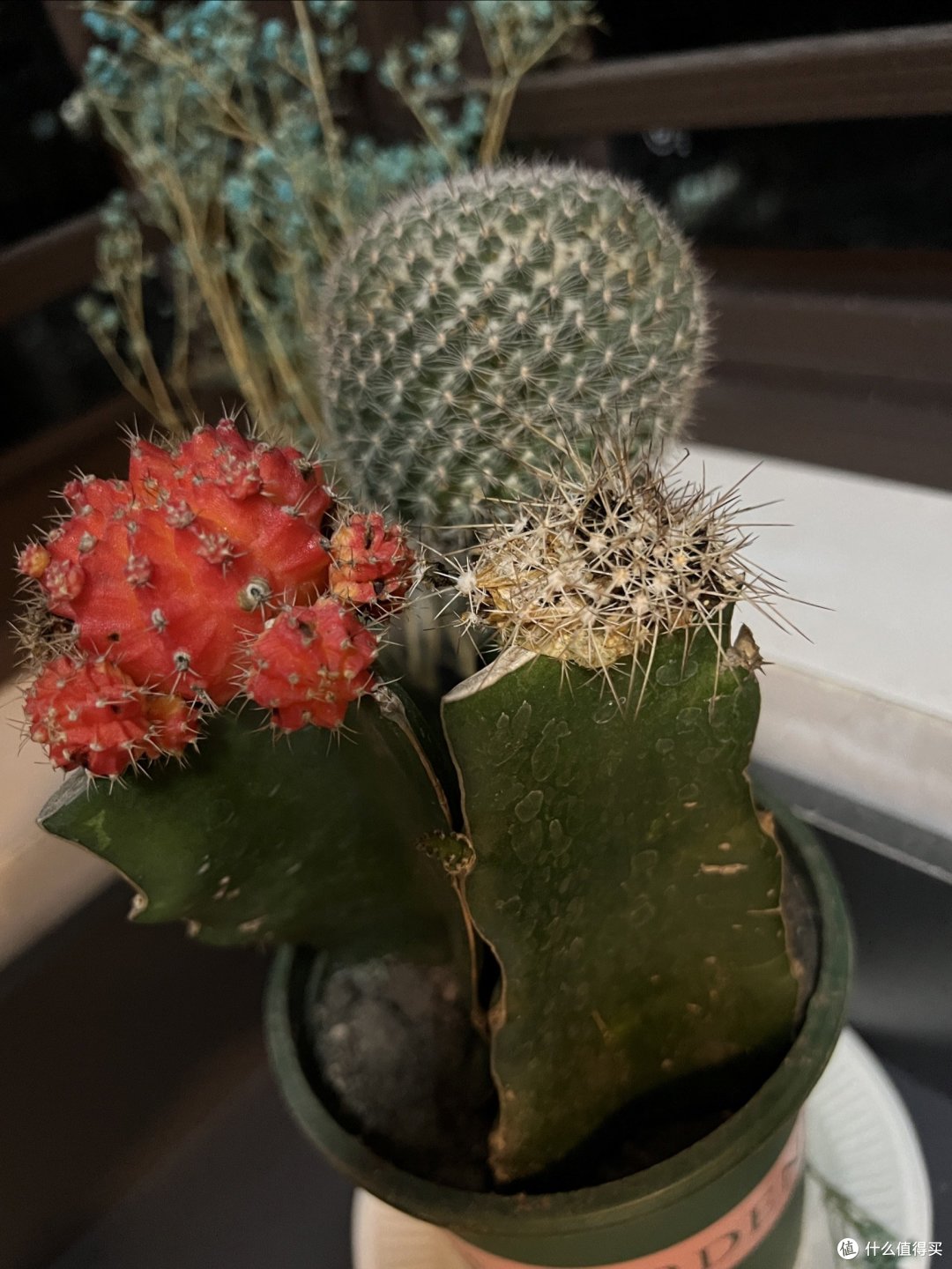 国庆宅家捣腾下自己种的仙人掌🌵