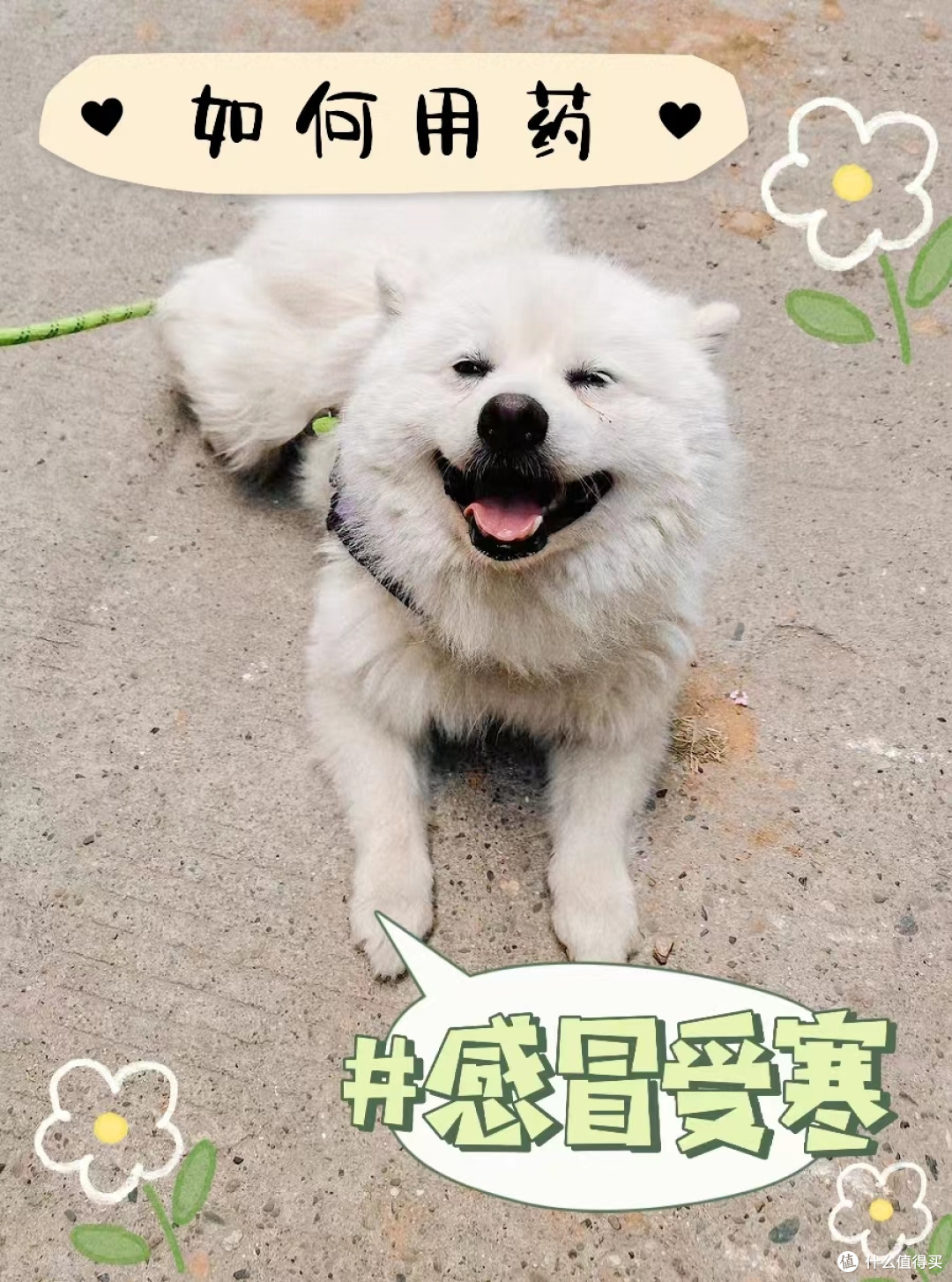 狗狗常见疾病之下呼吸道感染篇