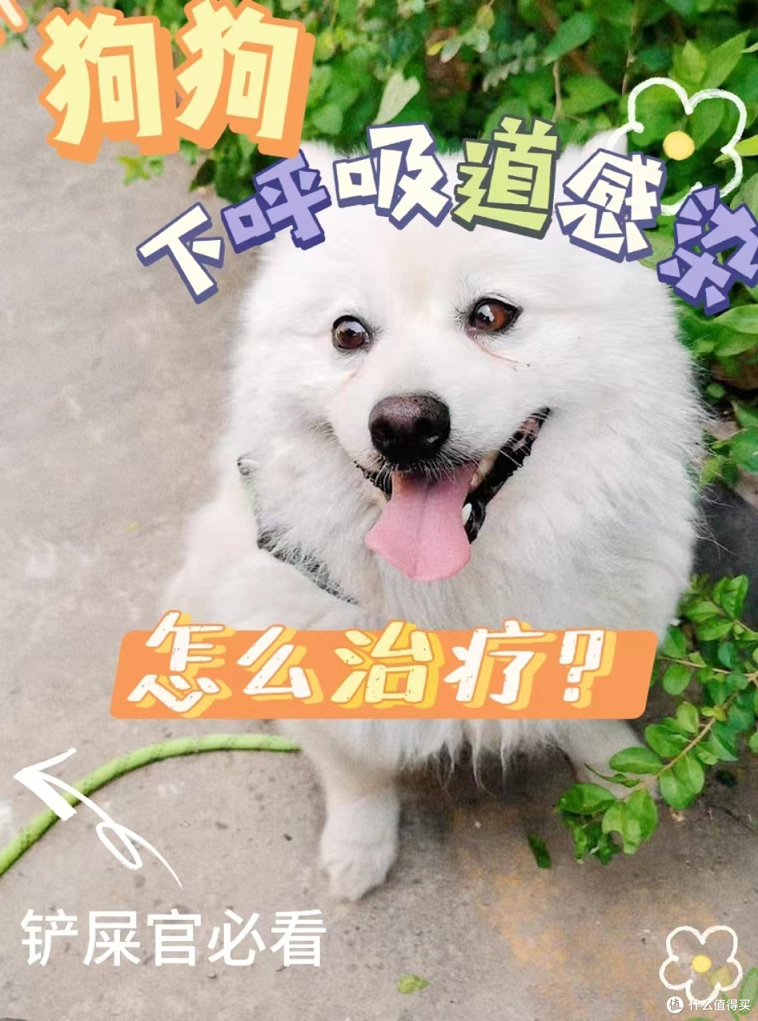 狗狗常见疾病之下呼吸道感染篇