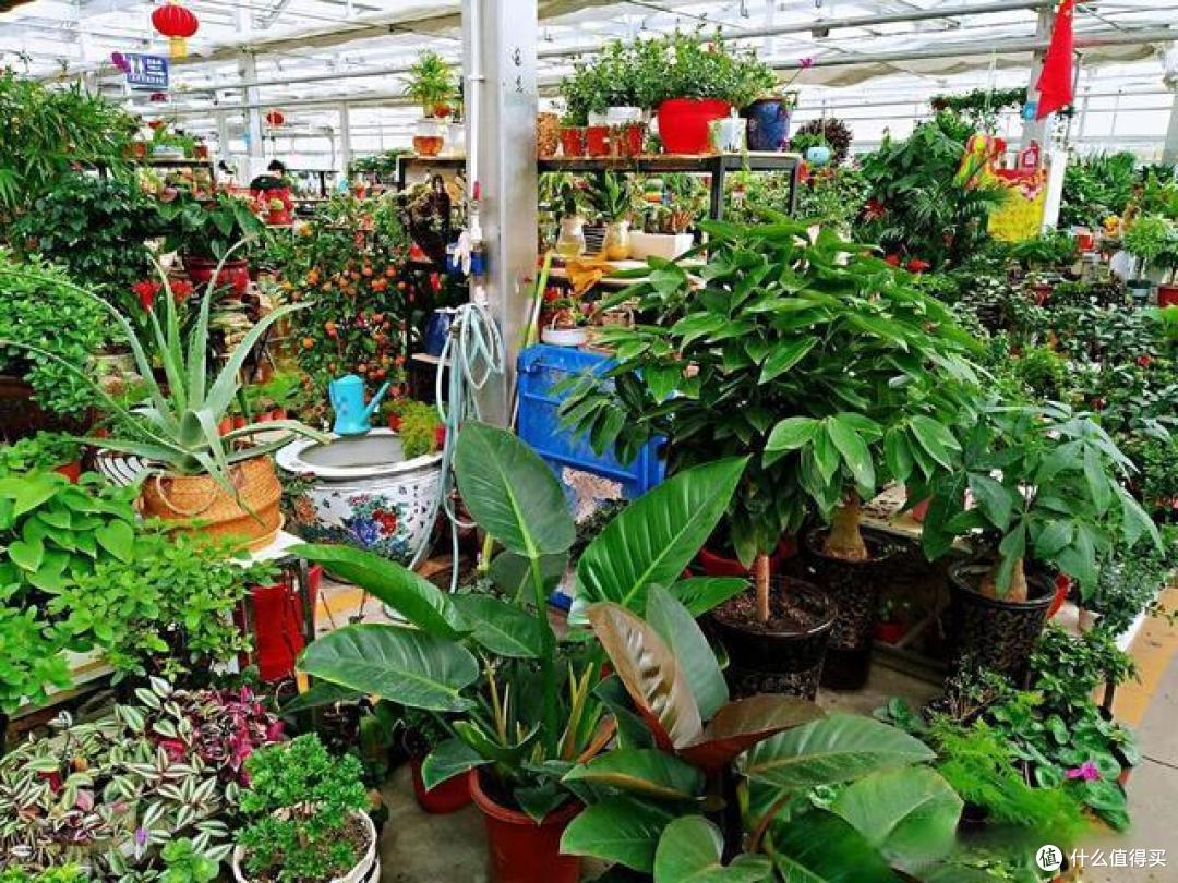 3种“废料”,埋进花盆里,肥得流油又透气,2年都不用换土了