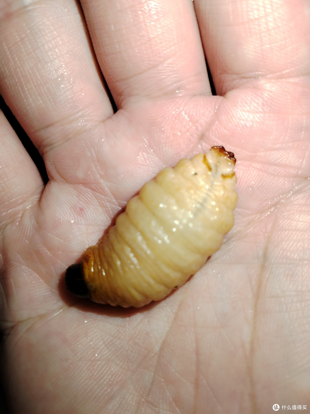 广宁的竹虫,这种害虫你抓过吗?