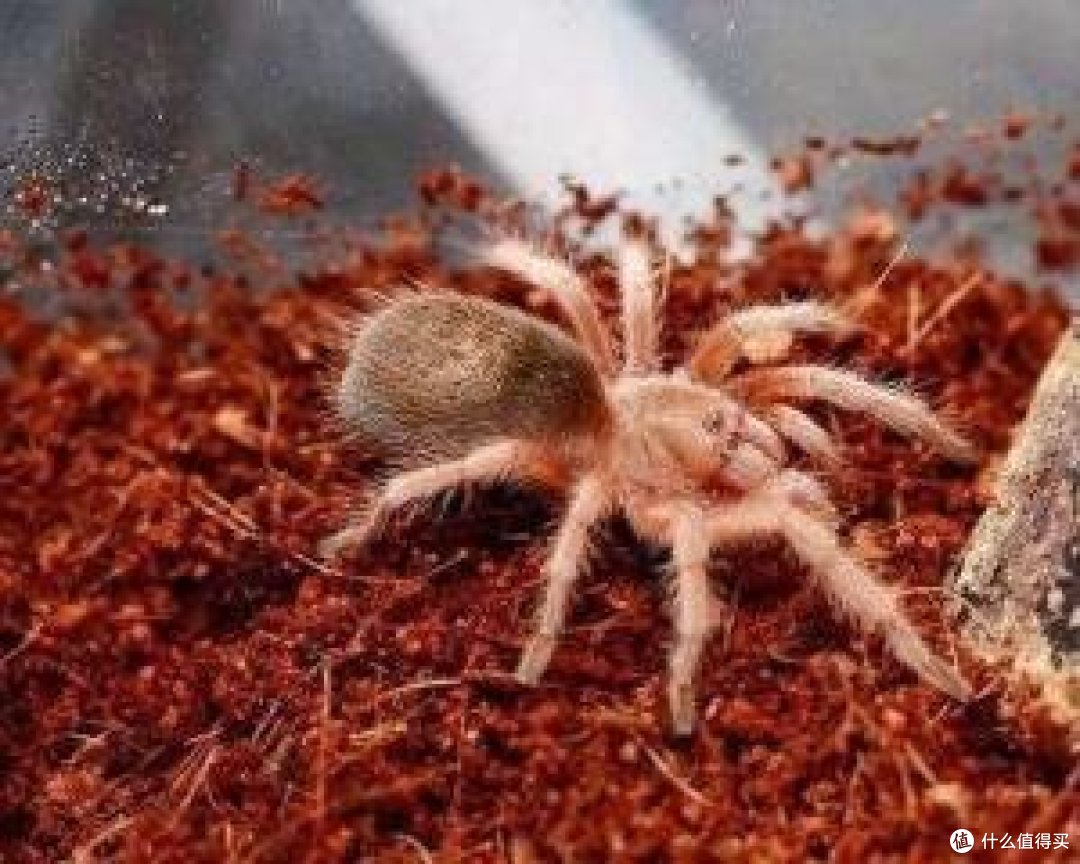 介绍一些皮实好养的宠物