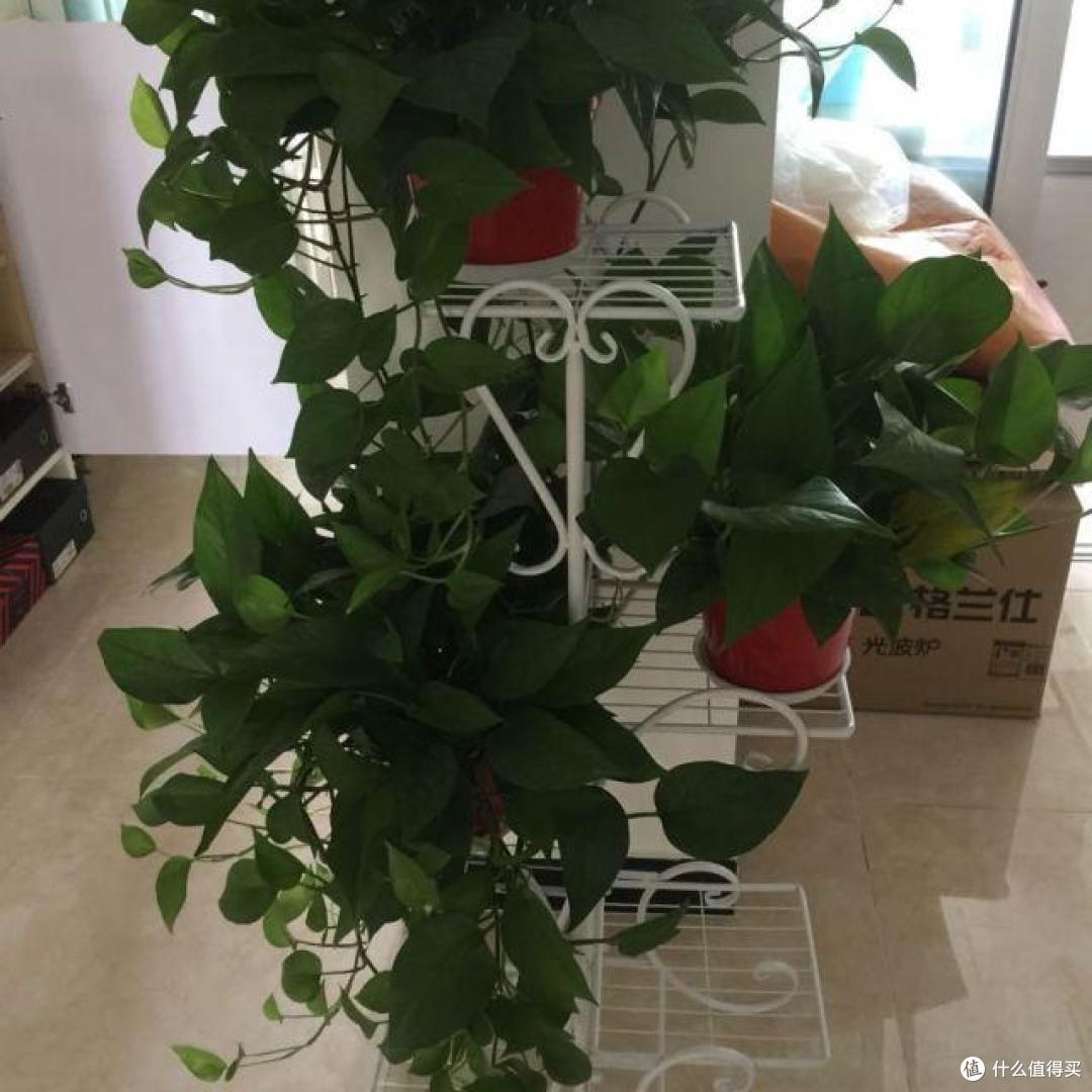客厅绿植养多了,长成了“巨无霸”,老人说:阴气重,赶紧搬出去