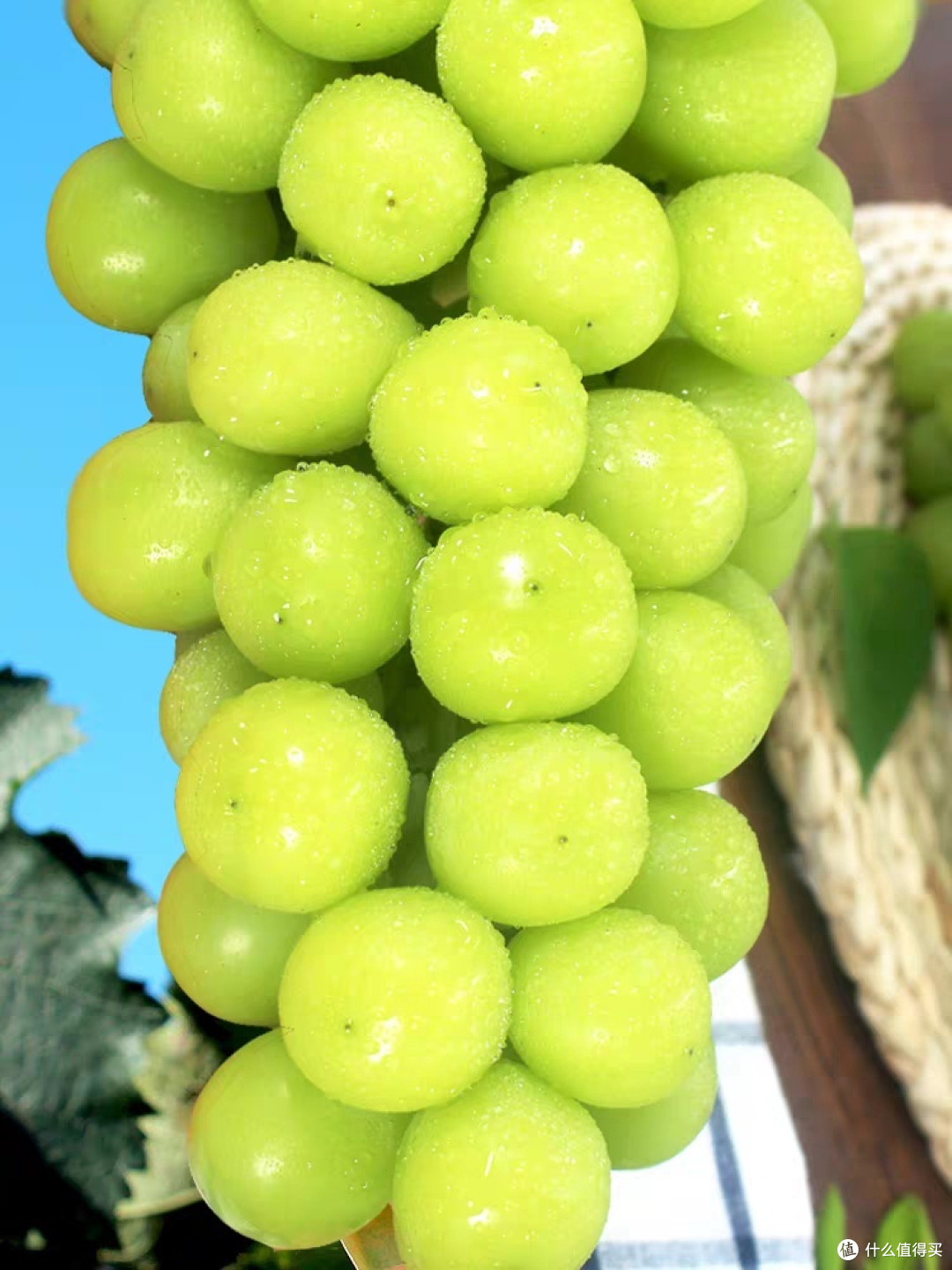 这个中秋，送礼可以选择阳光玫瑰葡萄🍇！