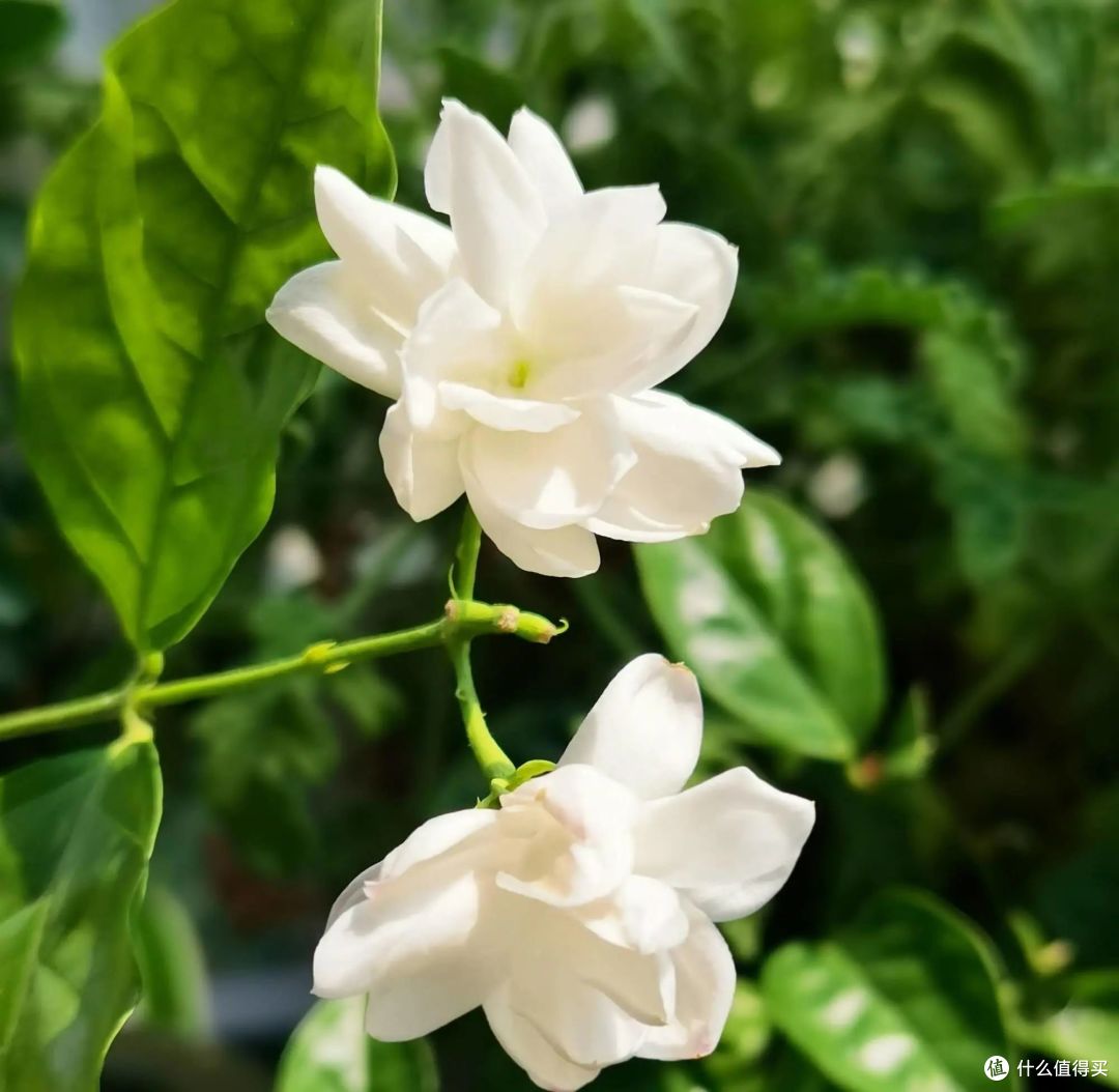 中秋节前,家里还有“6种花”,抓紧处理掉,留着没好处