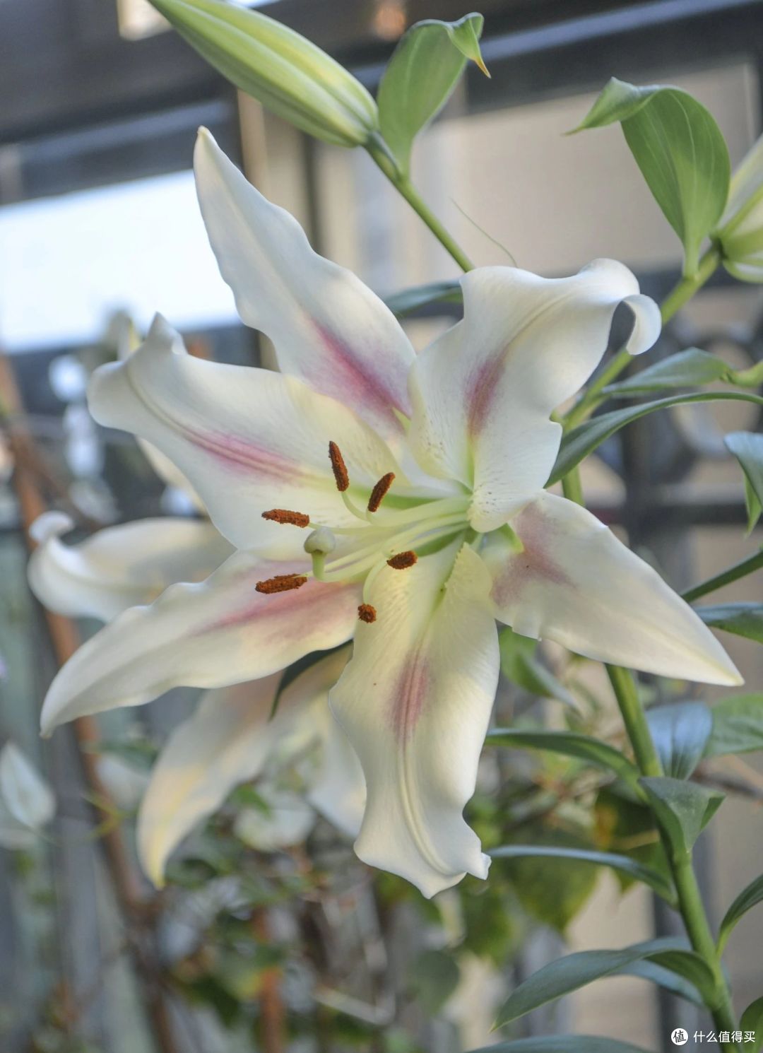 中秋节前,家里还有“6种花”,抓紧处理掉,留着没好处