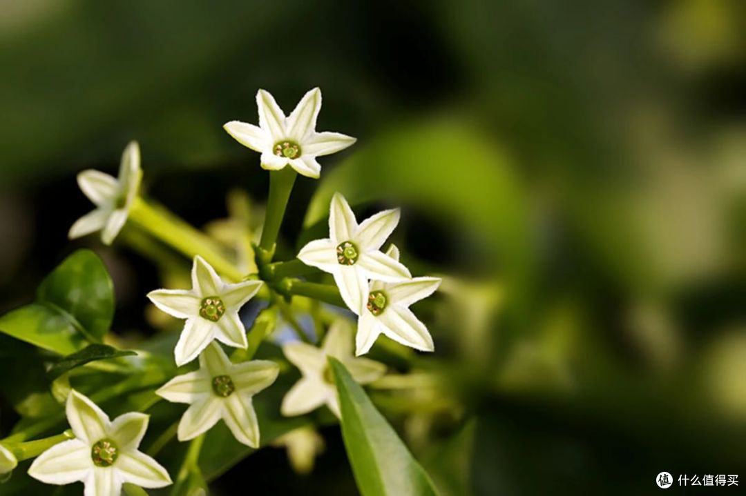 中秋节前,家里还有“6种花”,抓紧处理掉,留着没好处