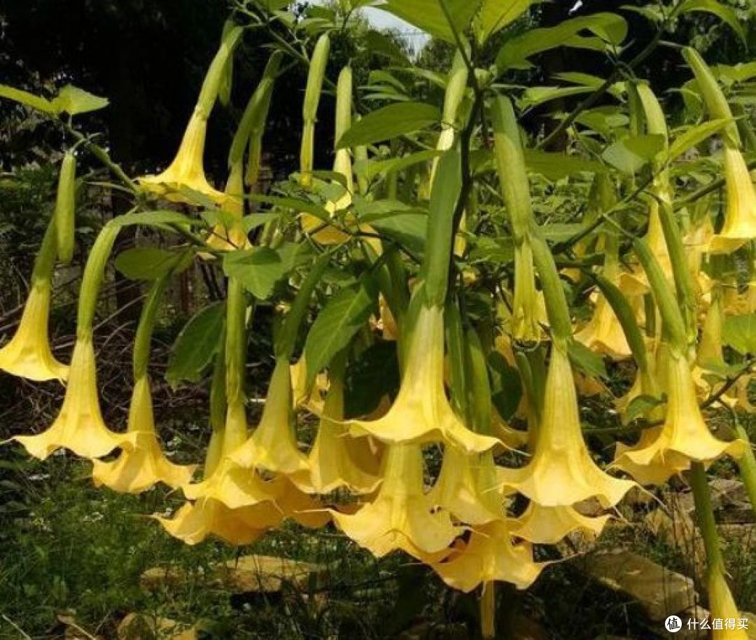 中秋节前,家里还有“6种花”,抓紧处理掉,留着没好处