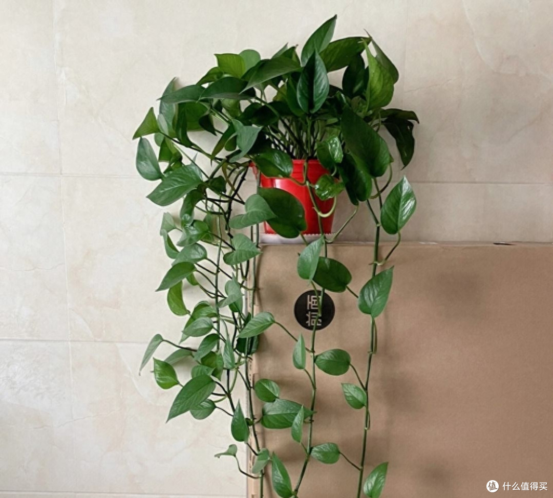 邻居家的绿萝,常年翠绿茂盛,爬藤10米,只用了一个养护小妙招