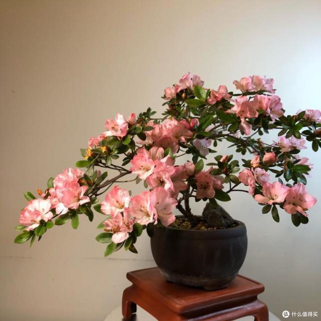 买花一时爽,10天“火葬场”,3种花看似娇贵却难养,直接收空盆