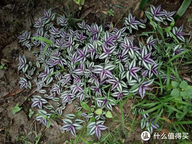 7种“无赖花”，沾土能活，越长越泛滥，开花却好看，要小心点养