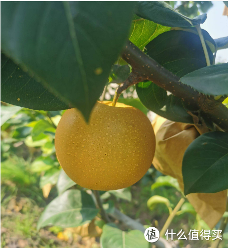 养生?不如吃上现在应季的水果,秋月梨吧!_新鲜水果_什么值得买