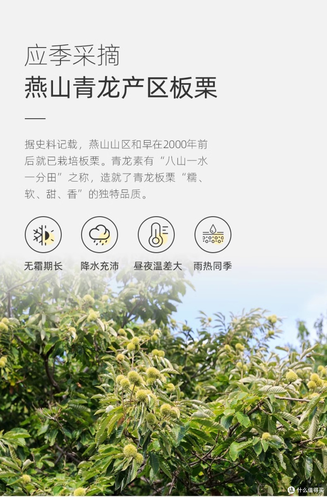 迁西燕山板栗——中国之最