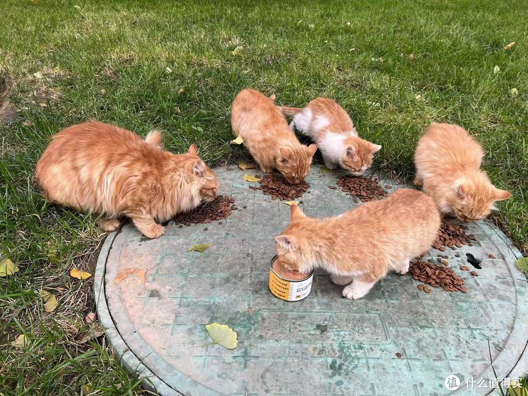 橘猫家族开饭